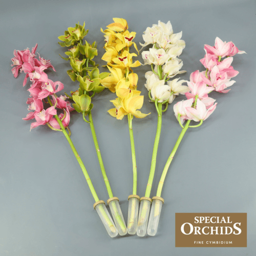 Cymbidium Mix x6, Mixto, 1 tallos, 70cm