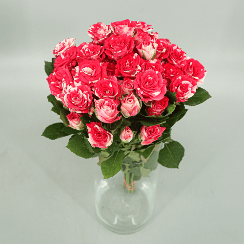 Rosa Ramificada Fireworks  