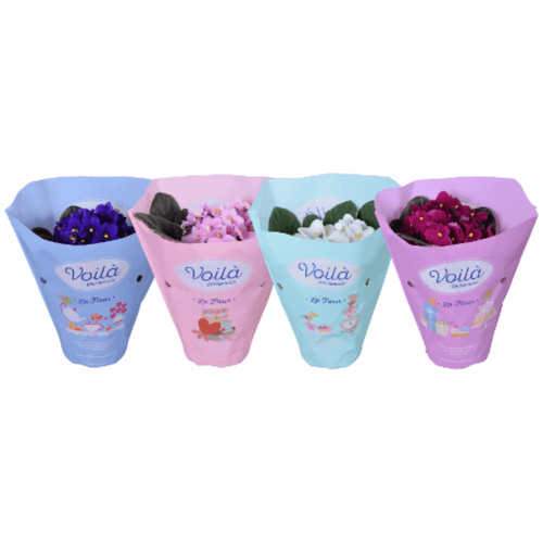 Saintpaulia Mix PRO, Mixto, 1 tallos, 20cm