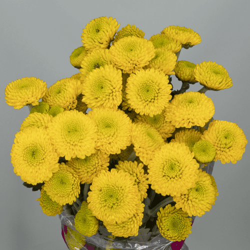 Chrysanthème Santini Paintball jaune, Fleur fraîche de 70 cm de long, bouquet de 20 tiges