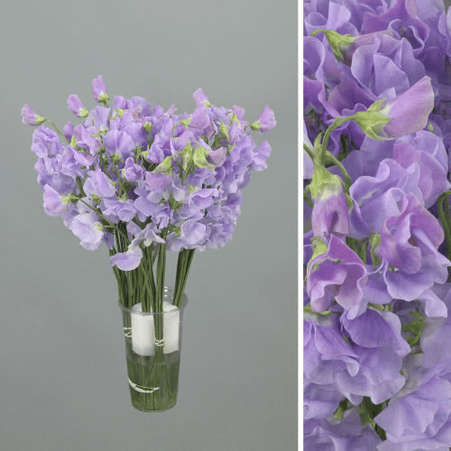 Lathyrus Winter Sunshine Lavender, Lavanda, 1 tallos, 35cm