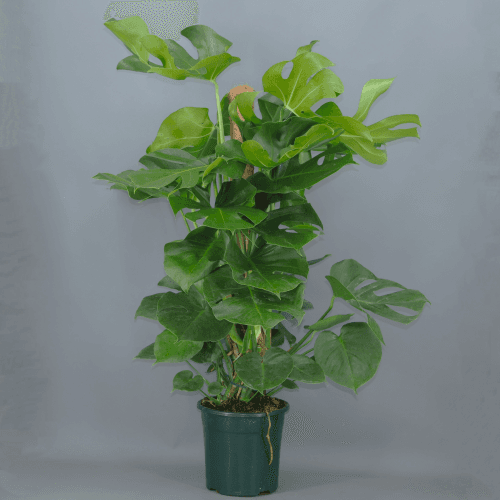 Monstera Tutor, Verde, 1 tallos, 110cm