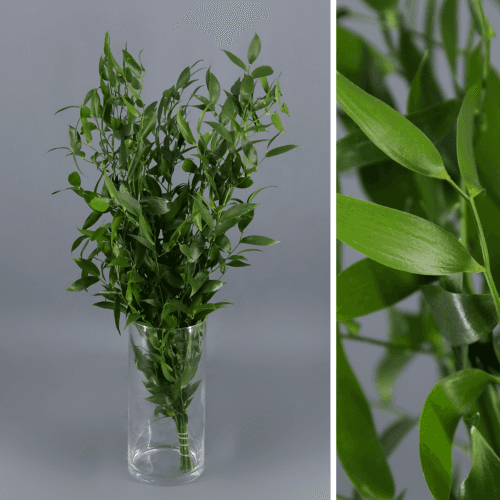 Ruscus Acuelatus Danae 130 gr, Verde, 70cm