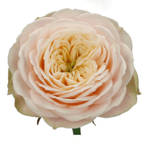 Rosa de Jardin Darlington, Crema/Rosa, 1 tallos, 50cm