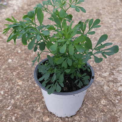 Ruda, Verde, 1 tallos, 15cm