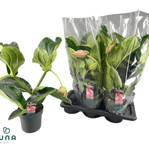 Medinilla Magnifica 2Flo, Blanco/Rosa, 1 tallos, 55cm