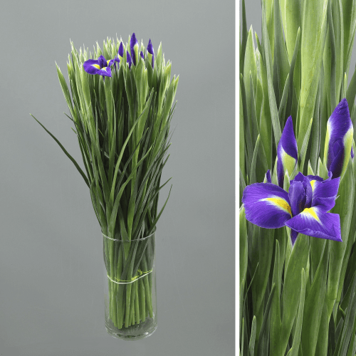 Iris Hong Kong, Morado/Amarillo, 1 tallos, 64cm