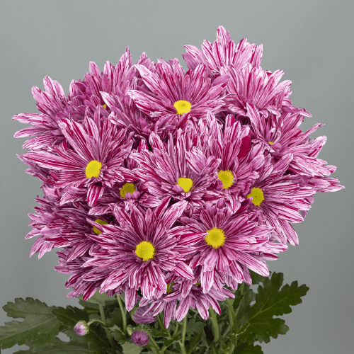 Crisantemo Stellini 80 gr, Morado, 1 tallos, 70cm