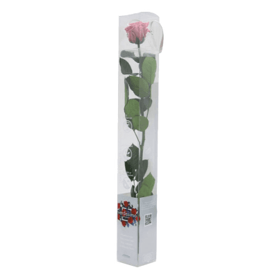 Rosa Cherry Blossom Tallo, Cereza, 1 tallos, 55cm