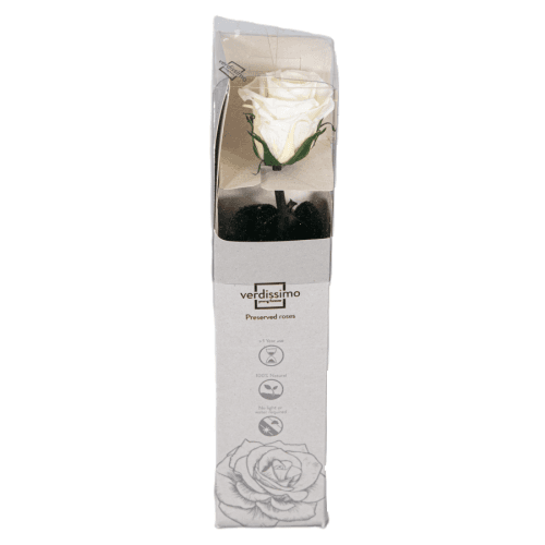Rosa Champagne Tallo, Champagne, 1 tallos, 27cm