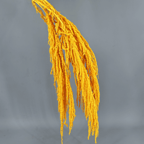Amaranthus Amarillo, 50cm