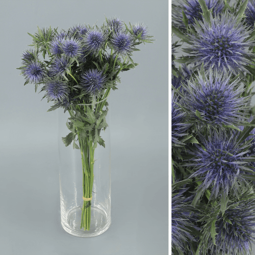 Eryngium Magnetar, Azul, 1 tallos, 40cm