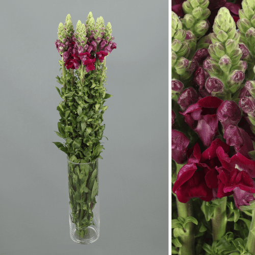 Antirrinum Rojo, Rojo Morado, 1 tallos, 70cm