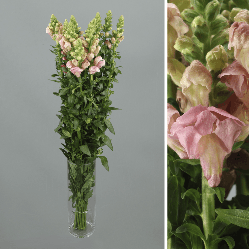 Antirrinum Rosa, Rosa, 1 tallos, 70cm