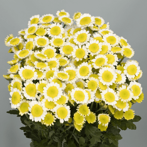 Crisantemo Santini Sun Up, Blanco, 1 tallos, 55cm