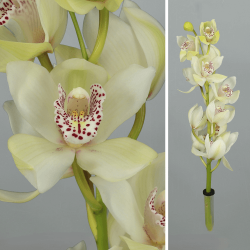 Orquídea Cymbidium Mini Iris branca, Flor fresca de 50-60 cm de comprimento