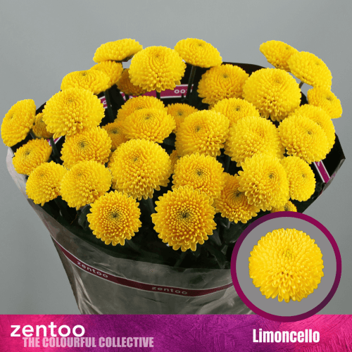 Crisantemo Limoncello 75 gr, Amarillo, 1 tallos, 70cm