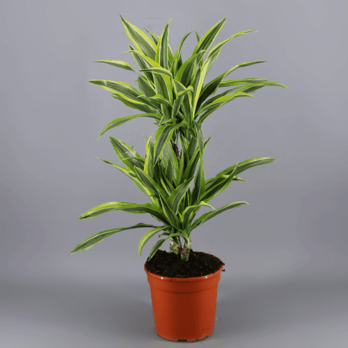 Dracaena Frag Derem Lemon Lime 2T, Verde/Amarillo, 1 tallos, 70cm