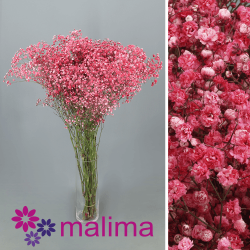 Paniculata Roja MA 30 gr, Rojo, 1 tallos, 75cm