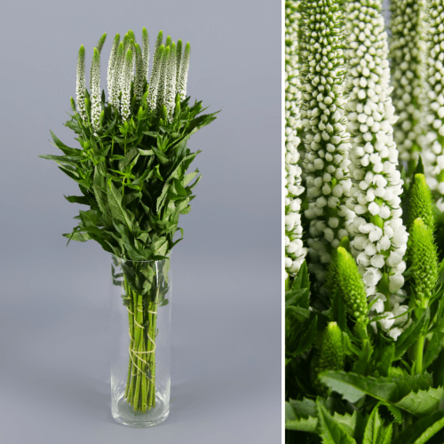 Veronica Smart Luna, Blanco, 1 tallos, 60cm