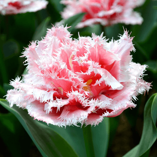 Tulipan Queensland