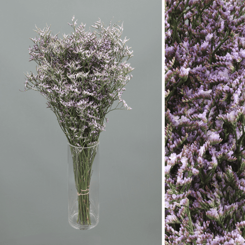 Limonium Safora Lila, Morado, 1 tallos, 60cm