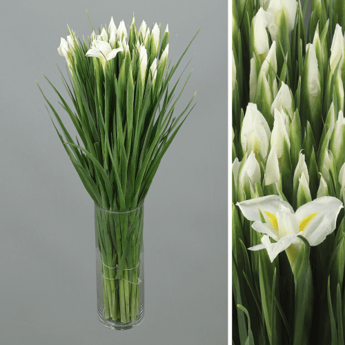 Iris White Magic, Blanco/Amarillo, 1 tallos, 65cm