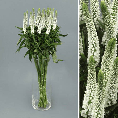 Veronica Smart Luna, Blanco, 1 tallos, 50cm