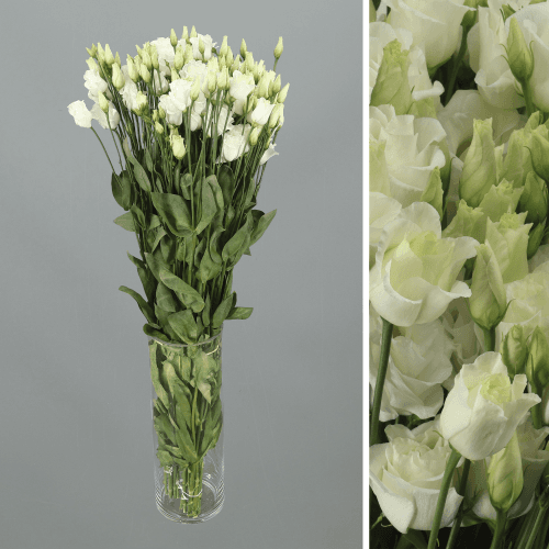 Lisianthus Doble White