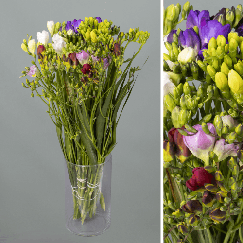 Freesia Simple Mix, Mixto, 1 tallos, 50cm