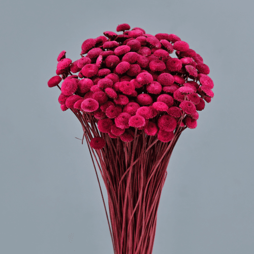 Botao Cereza, Cereza, 45cm