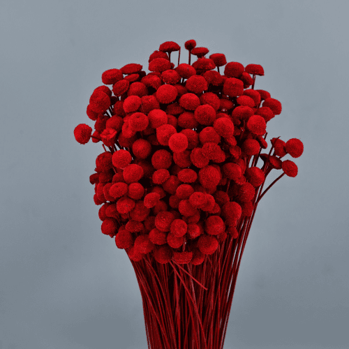 Botao Rojo, Rojo, 45cm