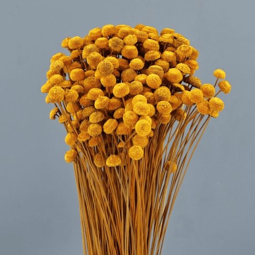 Botao Amarillo, Amarillo, 45cm