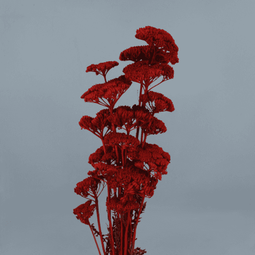 Achillea Granate, Granate