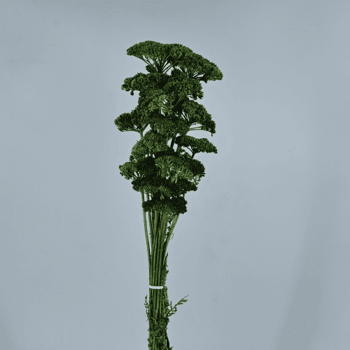 Achillea Verde, Verde, 60cm