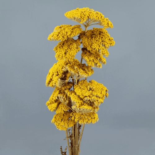 Achillea Amarillo, Amarillo