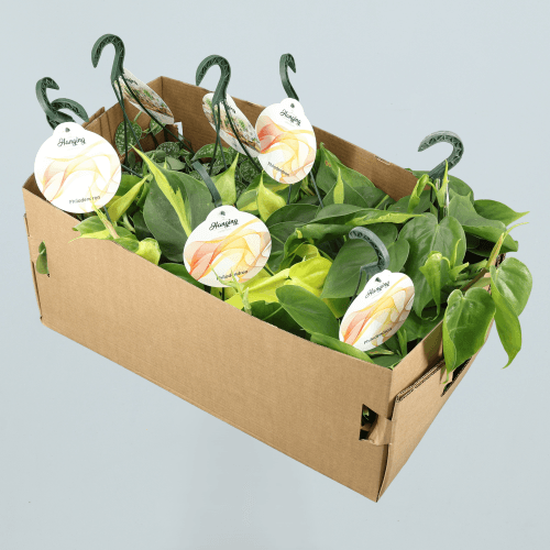 Scindapsus & Philodendro Mix, Verde, 1 tallos, 40cm