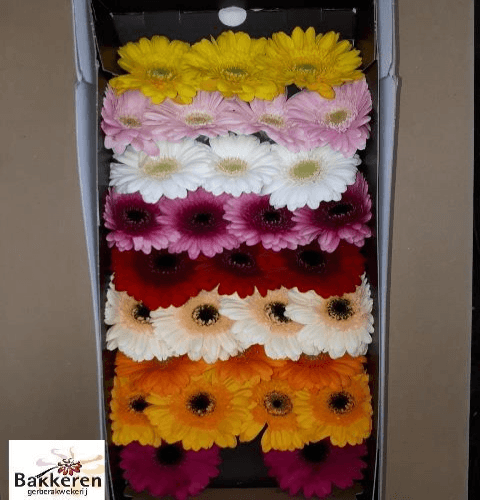 Gerbera Mini Mix (Box), Mixto, 1 tallos, 45cm