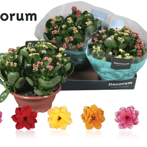 Kalanchoe de Flor Doble en Maceta (Colores Surtidos), Planta de 26 cm de altura