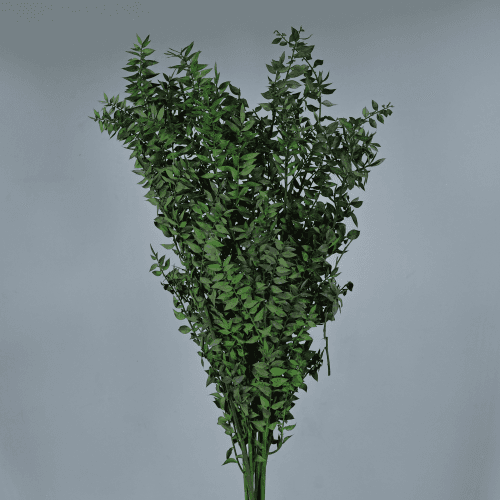 Ruscus Verde, 1 tallos, 70cm