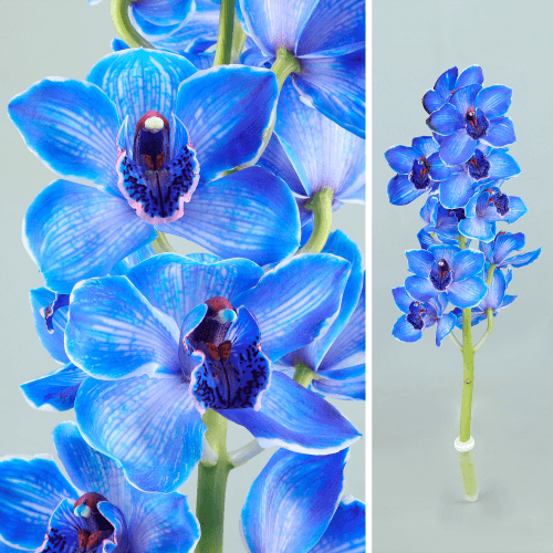 Haste de Cymbidium Azul Tingido, 60 cm, Flor fresca de 60 cm de comprimento