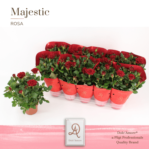 Rosal Mercedes Kordana (Dolc'Amore), Rojo, 1 tallos, 28cm