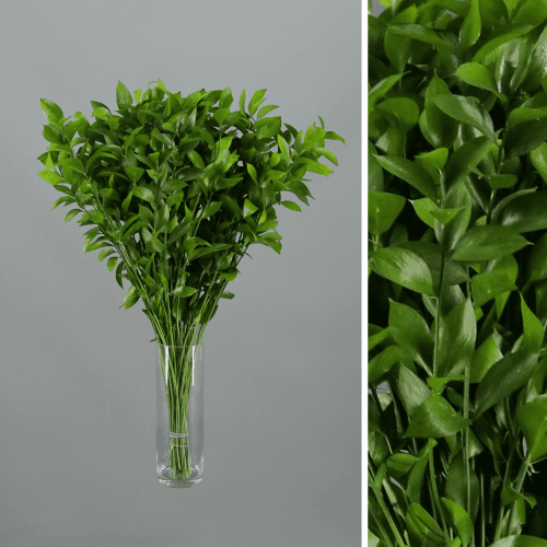 Ruscus, Verde, 1 tallos, 80cm