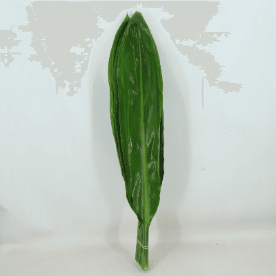 Cordyline Green Tie