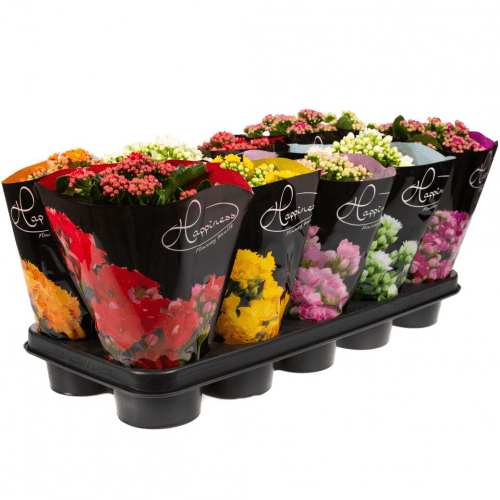 Kalanchoe Du Rose Happiness (De Luxe) Mix PRO, Mixto, 1 tallos, 25cm