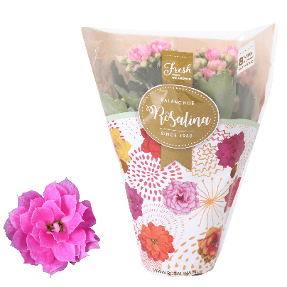 Kalanchoe Dobrado Rosa, Planta de 15 cm de altura, conjunto de 16 unidades