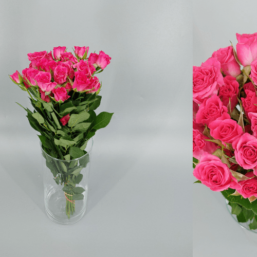 Rosa Ramificada Lianne, Fucsia, 1 tallos, 50cm