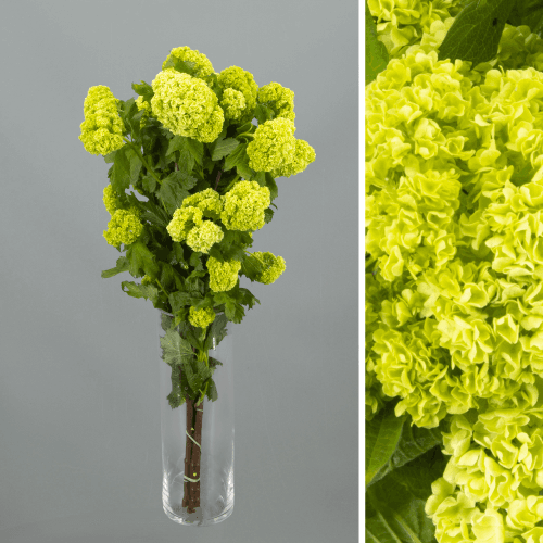 Viburnum Roseum 400gr, Verde Claro, 75cm