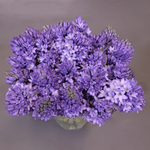 Jacinto Delft Blue