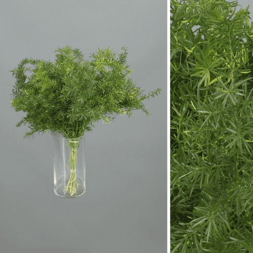 Asparagus Densiflorus Sprengeri, Verde